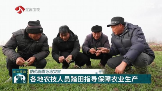 防范雨雪冰凍災害 江蘇各地農技人員踏田指導保障農業生產