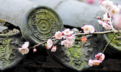 南京梅岗景区盛开的梅花。冯 芃摄（人民视觉）