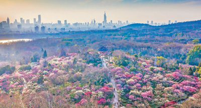 南京梅花山，梅花花海五彩斑斓，市民游客穿行其中赏梅观景。冯 芃摄（人民视觉）