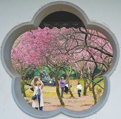 游客在南京一处景区拍摄梅花。网友“二马”摄（本图为栏目与南京广播电视台微博联合征图活动入选图片）