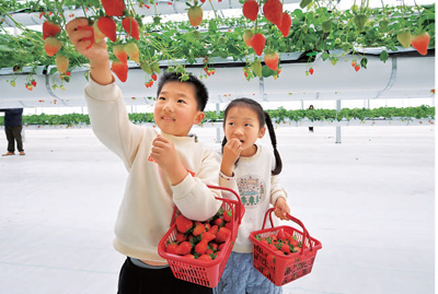 孩子們在懸挂式草莓大棚裡採摘。