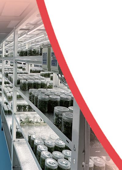 鹽都現代農業產業示范園育苗中心內，擺滿了正在培育的草莓種苗。本報記者 劉樂藝攝