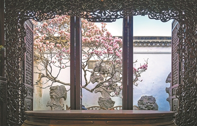 苏州市网师园内，已有200多年树龄的二乔玉兰应期绽放。王震杰摄