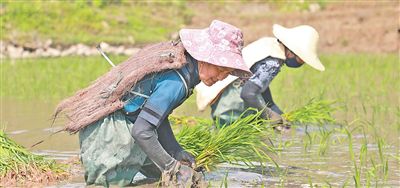 云南元阳县新街镇箐口村村民春耕时在插秧。叶传增 陈 萍摄影报道