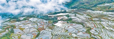 元阳哈尼梯田。张 艳摄