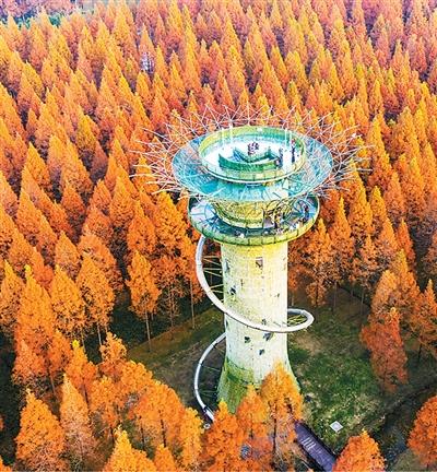 游客在盐城东台黄海国家森林公园游玩。计海新摄（人民图片）