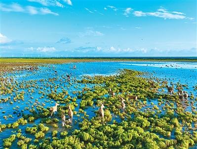 条子泥退渔还湿修复后的湿地和麋鹿。